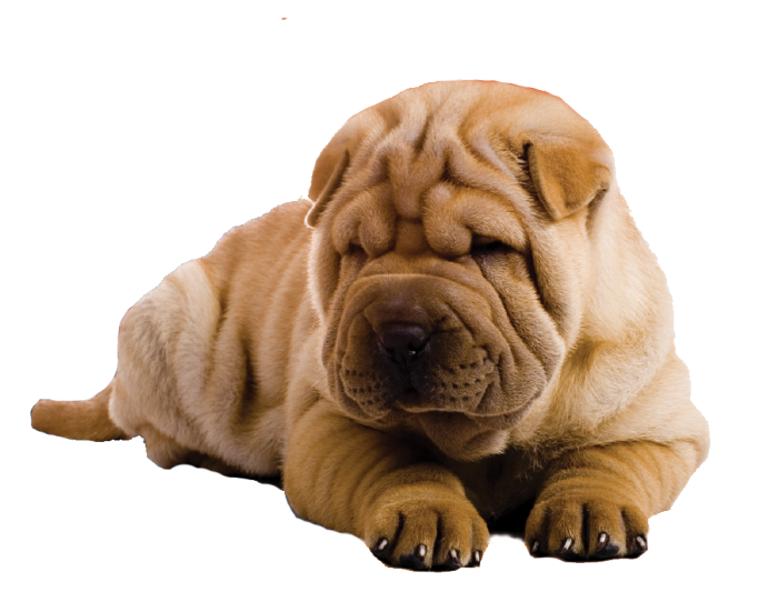 Wrinkly Dog Mascot